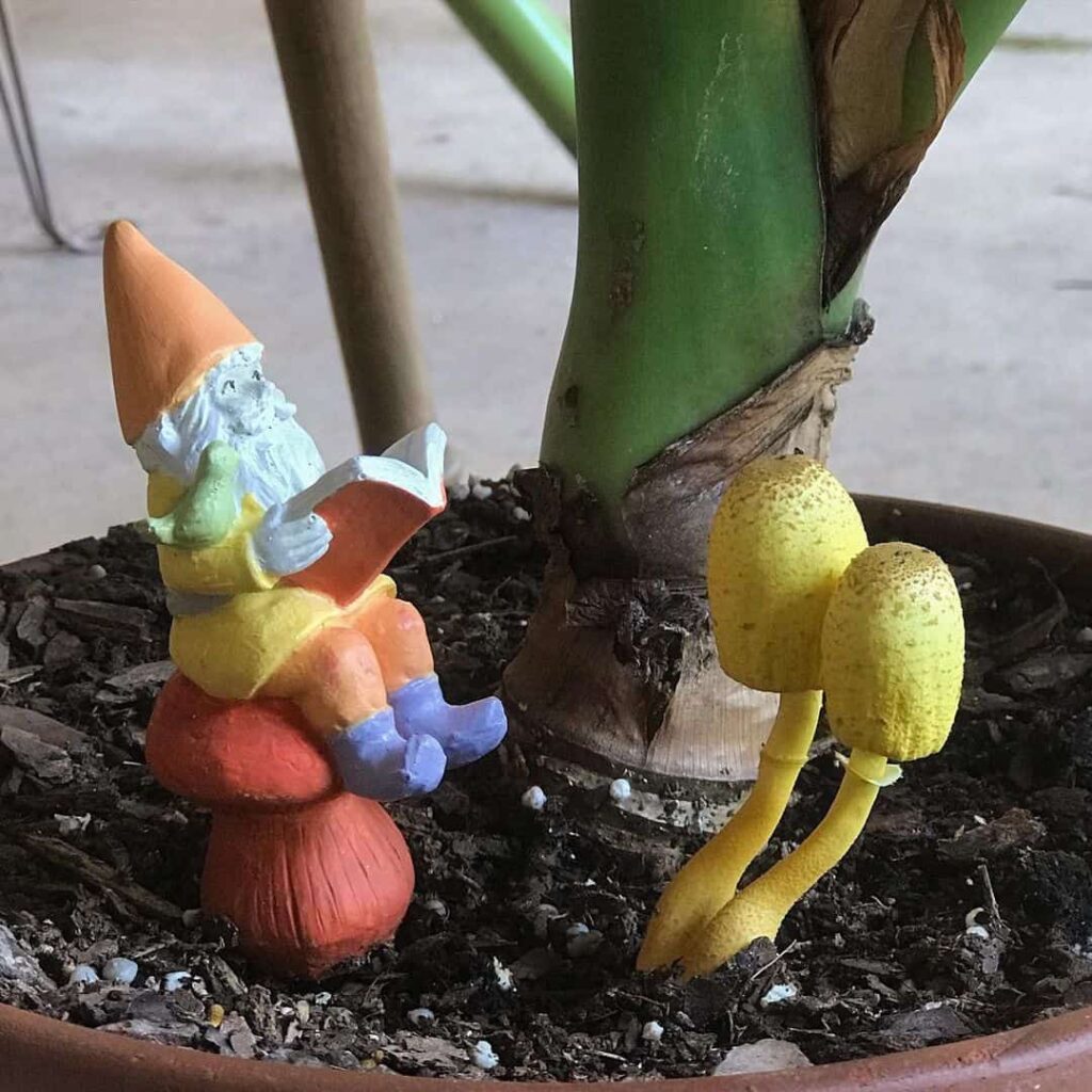 Why Are Mushrooms Growing in My Plant Pot? (It’s NOT Bad) 7 yellow indoor mushroom