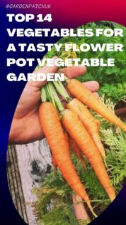 Top 14 Vegetables For A Tasty Flower Pot Vegetable Garden 16 TOP 14 VEGETABLES FOR A TASTY FLOWER POT VEGETABLE GARDEN-min