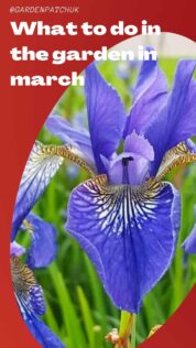 What to Do in the Garden in March 8 What to do in the garden in march-min
