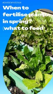 When to fertilise plants in spring (what to feed)-min