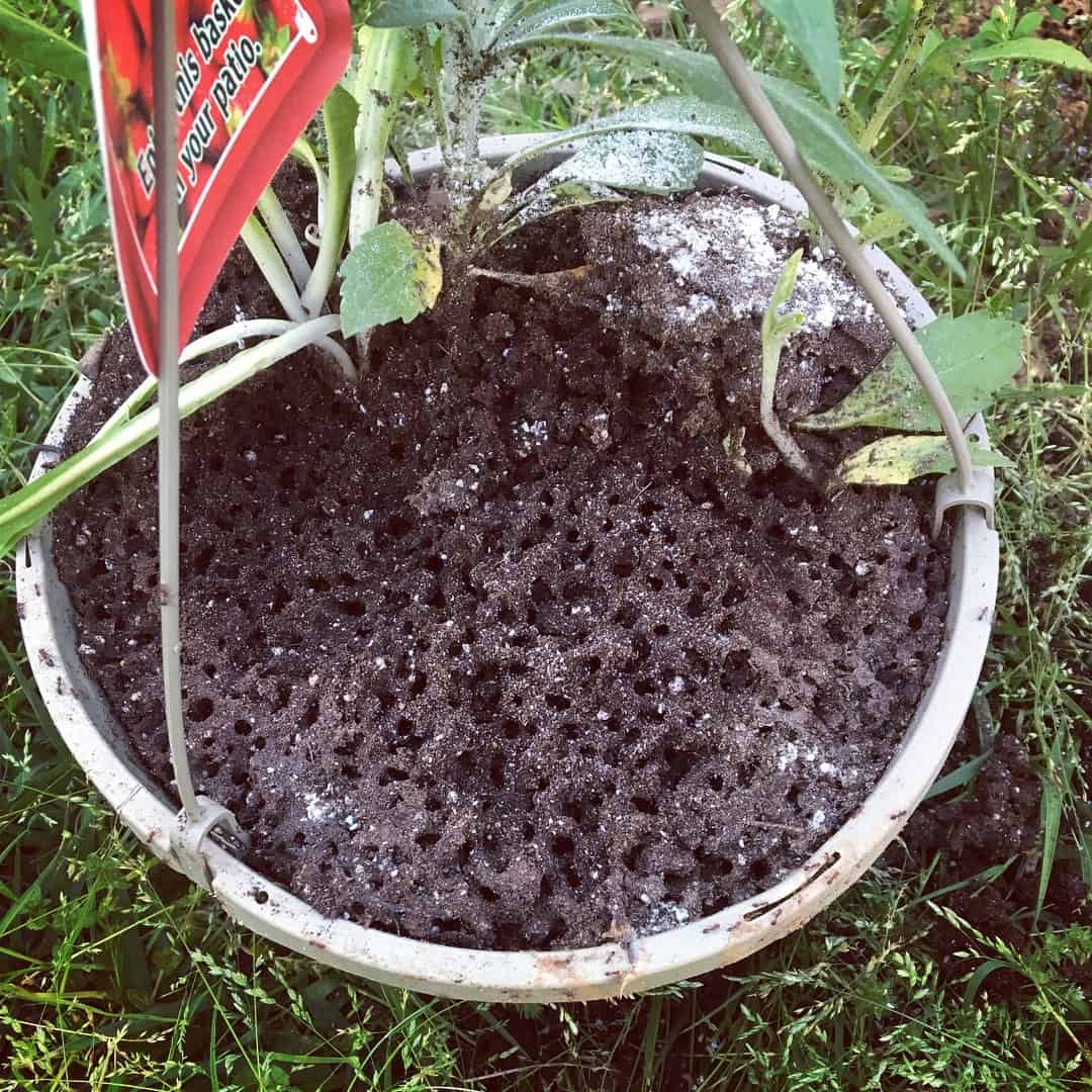 How to Stop Ants Nesting in Plant Pots (& Get Rid of It Safely) 2 ant nest in plant pot