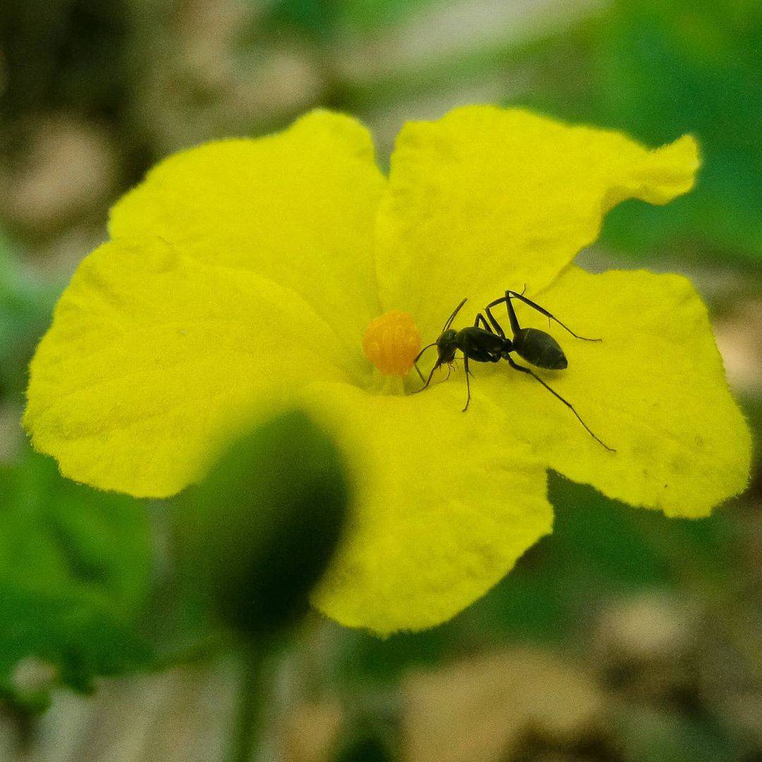 How to Stop Ants Nesting in Plant Pots (& Get Rid of It Safely) 1 ant on a flower