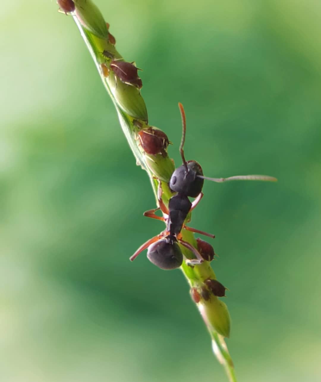 How to Stop Ants Nesting in Plant Pots (& Get Rid of It Safely) 4 ants and aphids