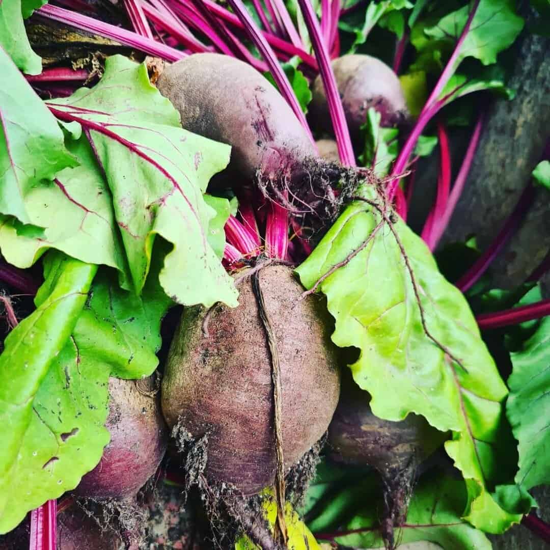 Top 14 Vegetables For A Tasty Flower Pot Vegetable Garden 12 beetroot flower pot