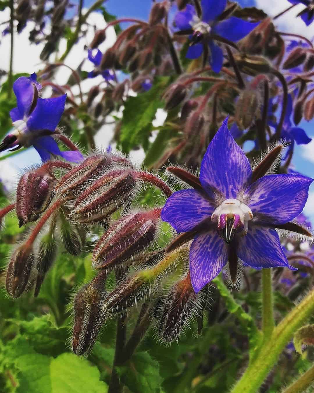 borage companion for strawberries