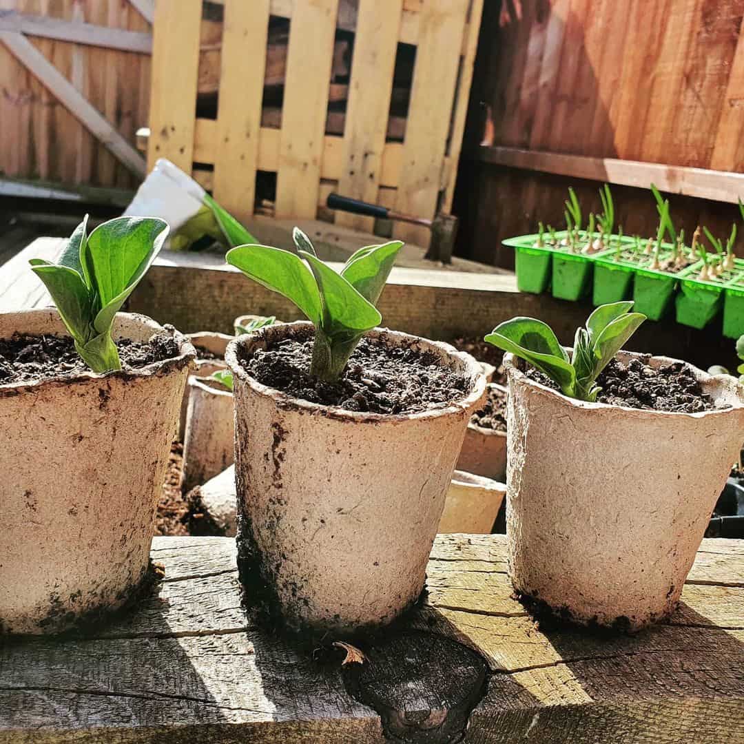 What to Do in the Garden in March 6 broad beans