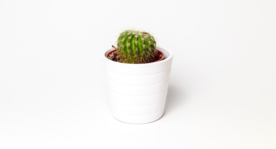cacti flower pot
