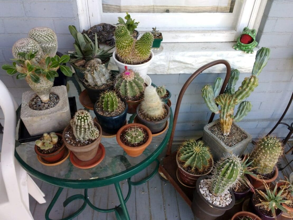 cacti in flower pots
