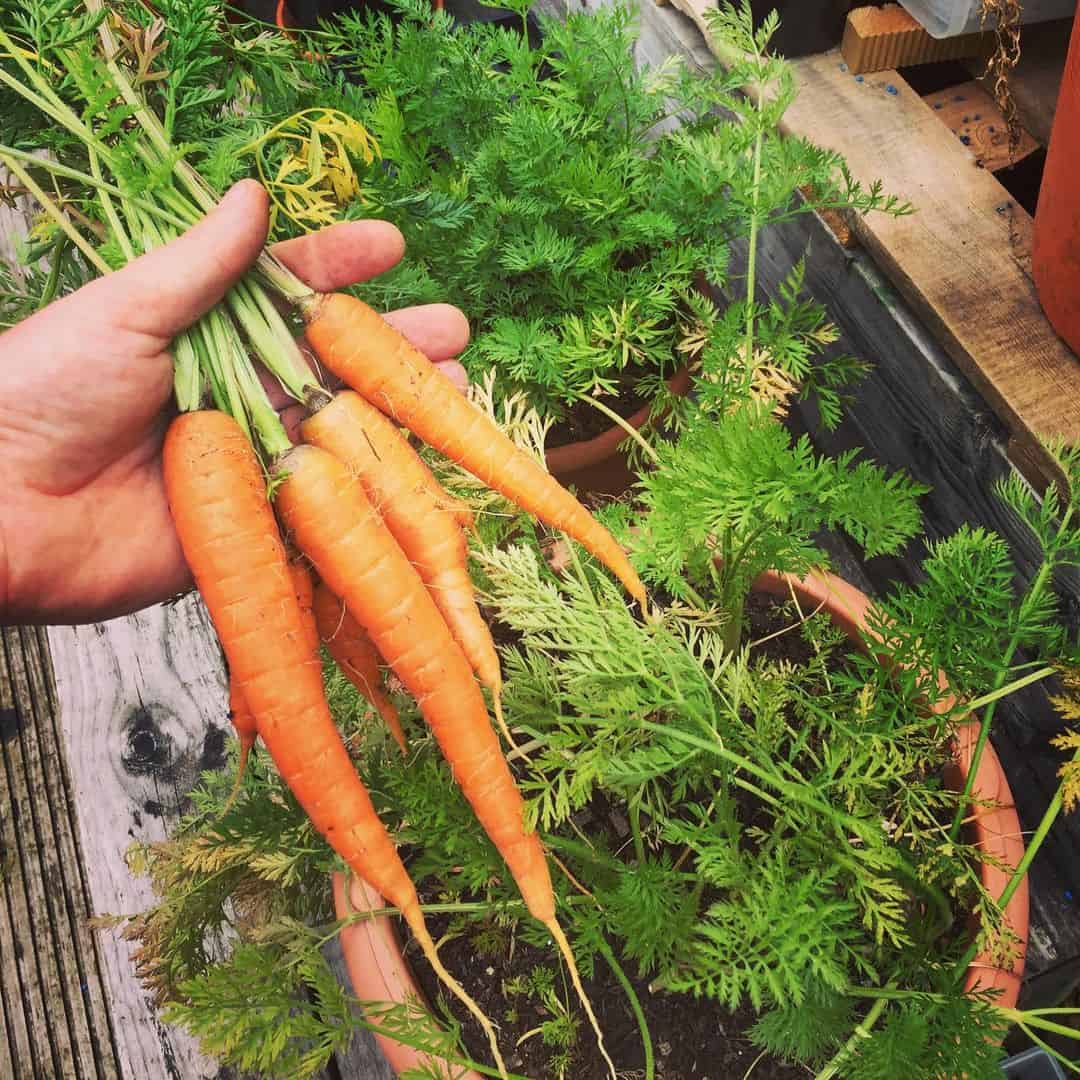 Top 14 Vegetables For A Tasty Flower Pot Vegetable Garden 2 carrots