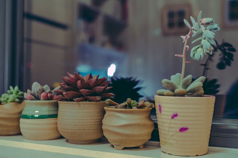ceramic pot for cactus