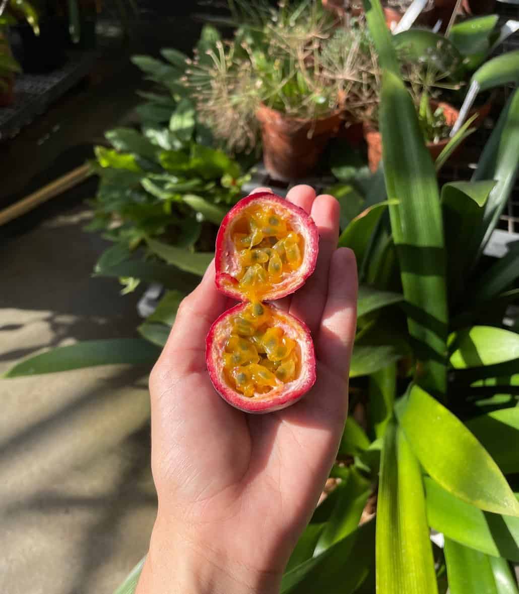 How to Grow Passionflower in a Pot 7 edible passionflower