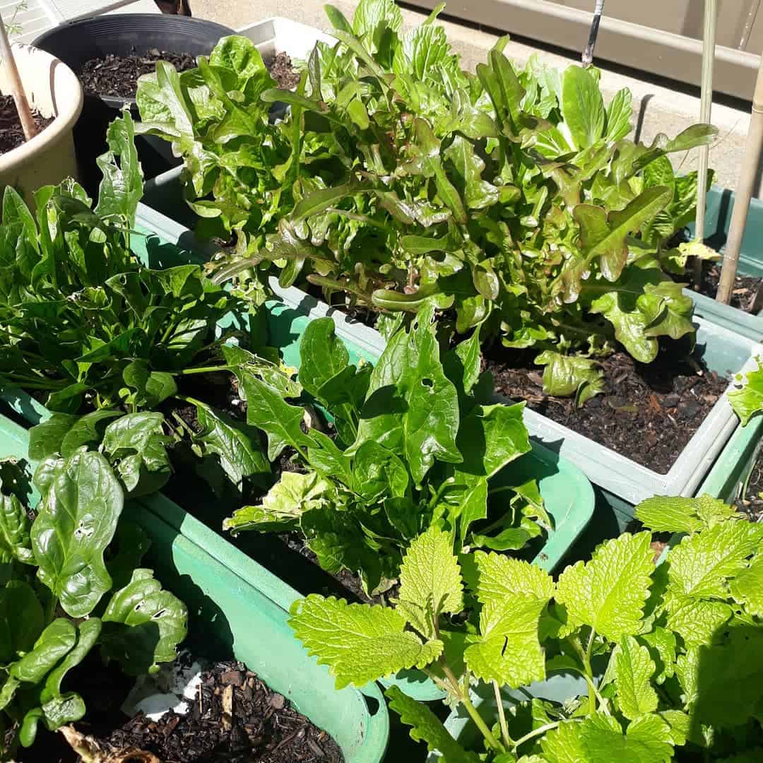 fertilise vegetables in the spring