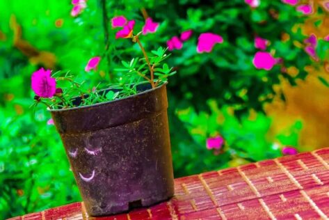 flower pot without drainage