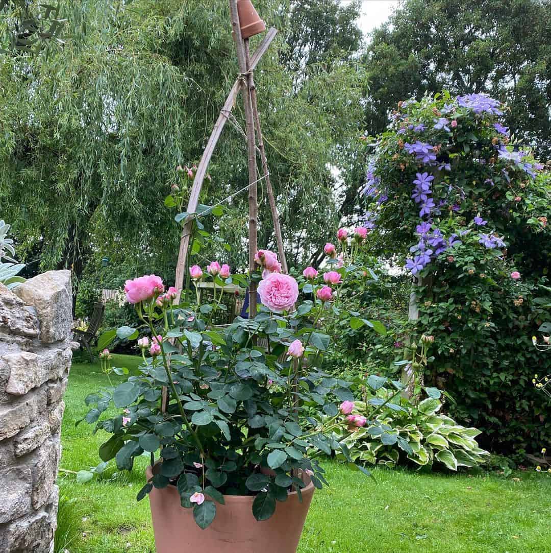 How to Plant Flowers in a Pot so it Doesn't Die on You 3 flowering plant for pots