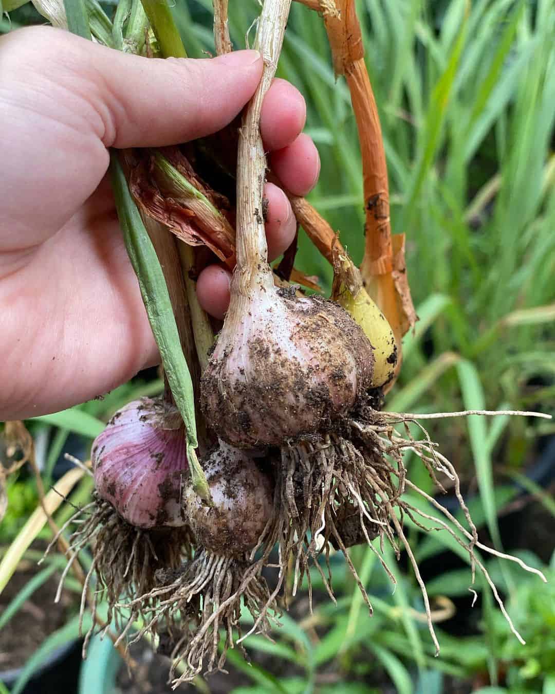 Top 14 Vegetables For A Tasty Flower Pot Vegetable Garden 13 garlic pot