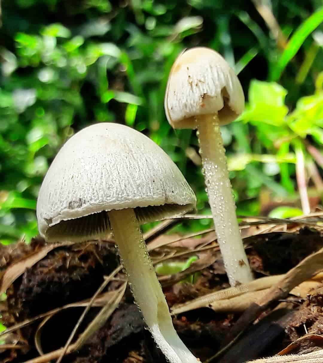 Why Are Mushrooms Growing in My Plant Pot? (It’s NOT Bad) 6 grey mushrooms