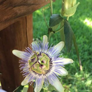 How to Grow Passionflower in a Pot 1 grow passionflower in a pot