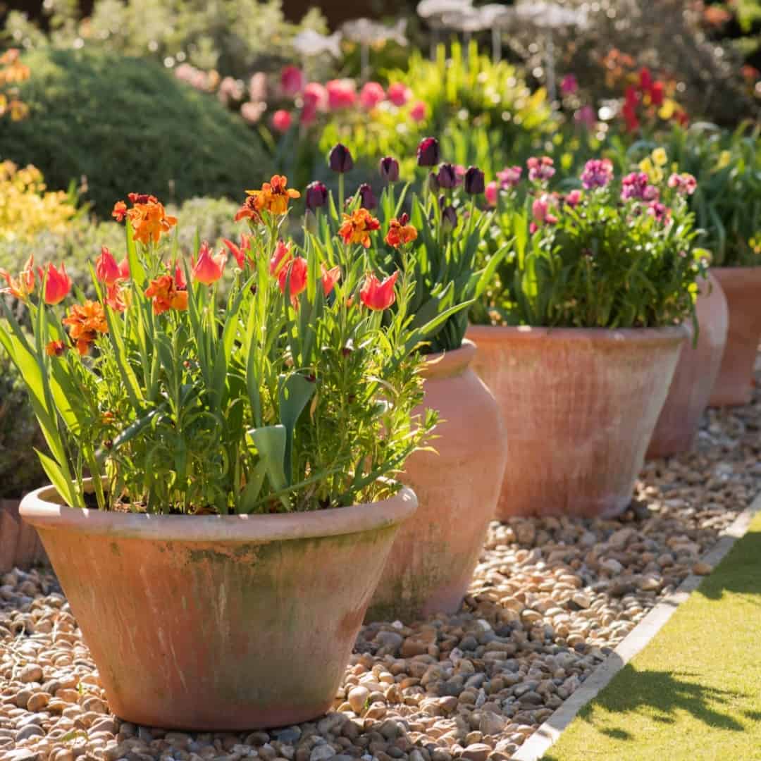 healthy plants in flower pots