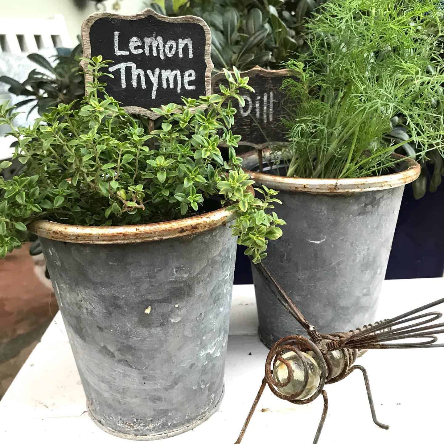 Top 14 Vegetables For A Tasty Flower Pot Vegetable Garden 14 herbs flower pot