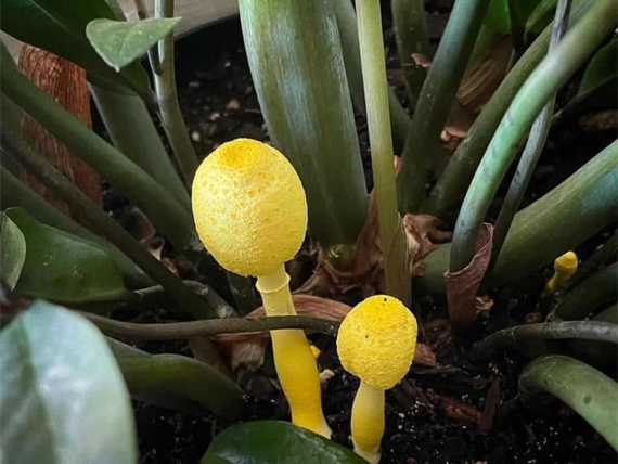 how to get rid of mushroom in pot