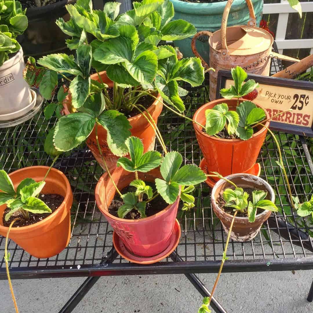 how to keep strawberry plants over the winter