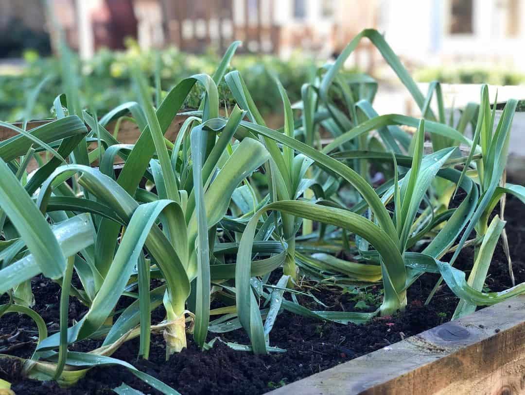 Top 14 Vegetables For A Tasty Flower Pot Vegetable Garden 9 leeks flower pot