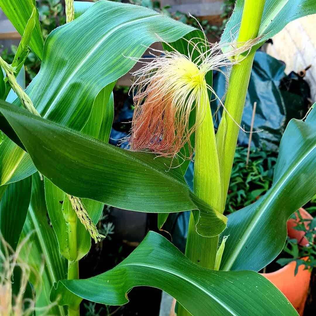 Top 14 Vegetables For A Tasty Flower Pot Vegetable Garden 7 minipop sweetcorn flower pot