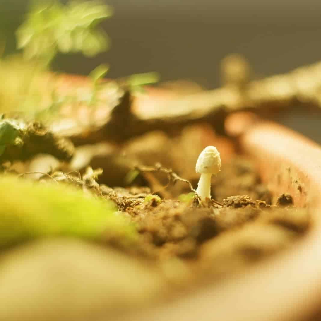 Why Are Mushrooms Growing in My Plant Pot? (It’s NOT Bad) 3 mushroom in flower pot