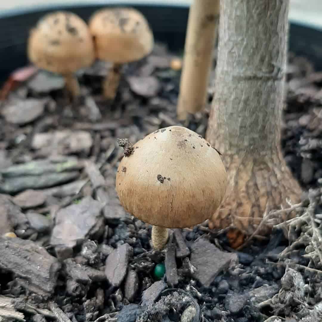 Why Are Mushrooms Growing in My Plant Pot? (It’s NOT Bad) 1 mushrooms growing in the woods