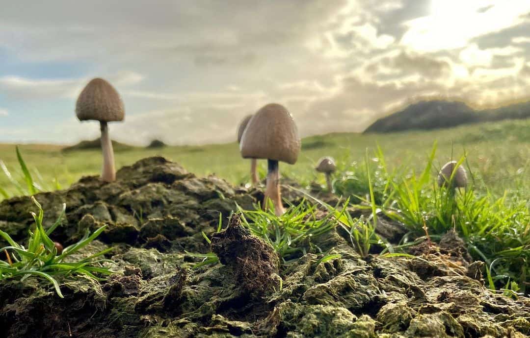 Why Are Mushrooms Growing in My Plant Pot? (It’s NOT Bad) 2 mushrooms in wet soil