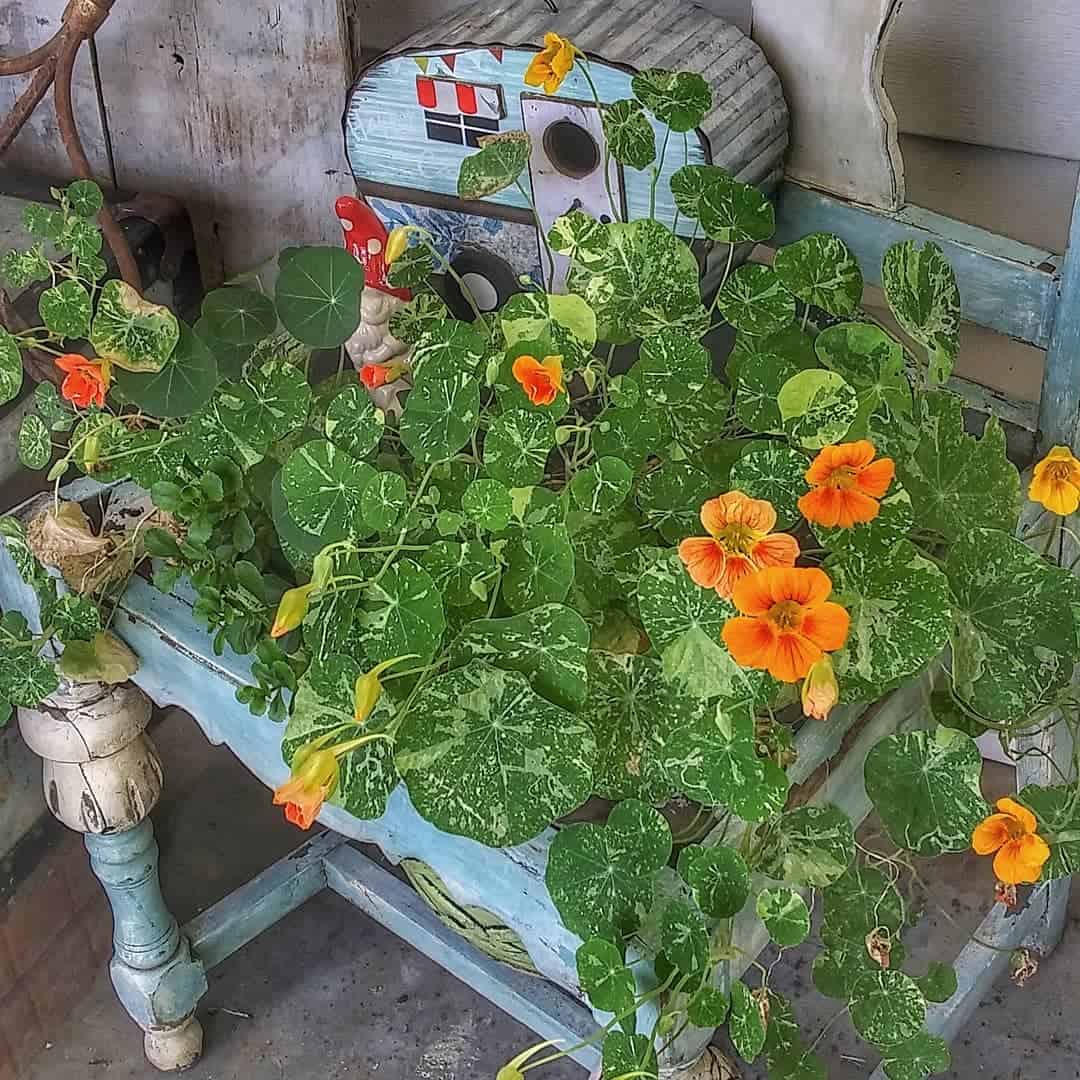 nastartiums over an old chair