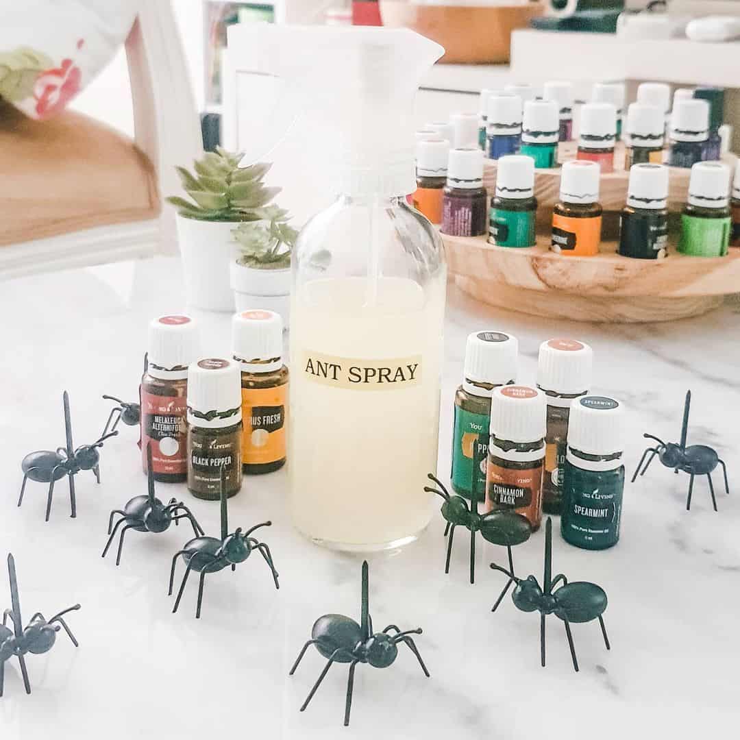 How to Stop Ants Nesting in Plant Pots (& Get Rid of It Safely) 7 natural ant repellants