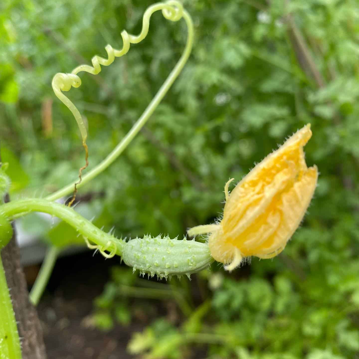 Top 14 Vegetables For A Tasty Flower Pot Vegetable Garden 8 outdoor cucumbers