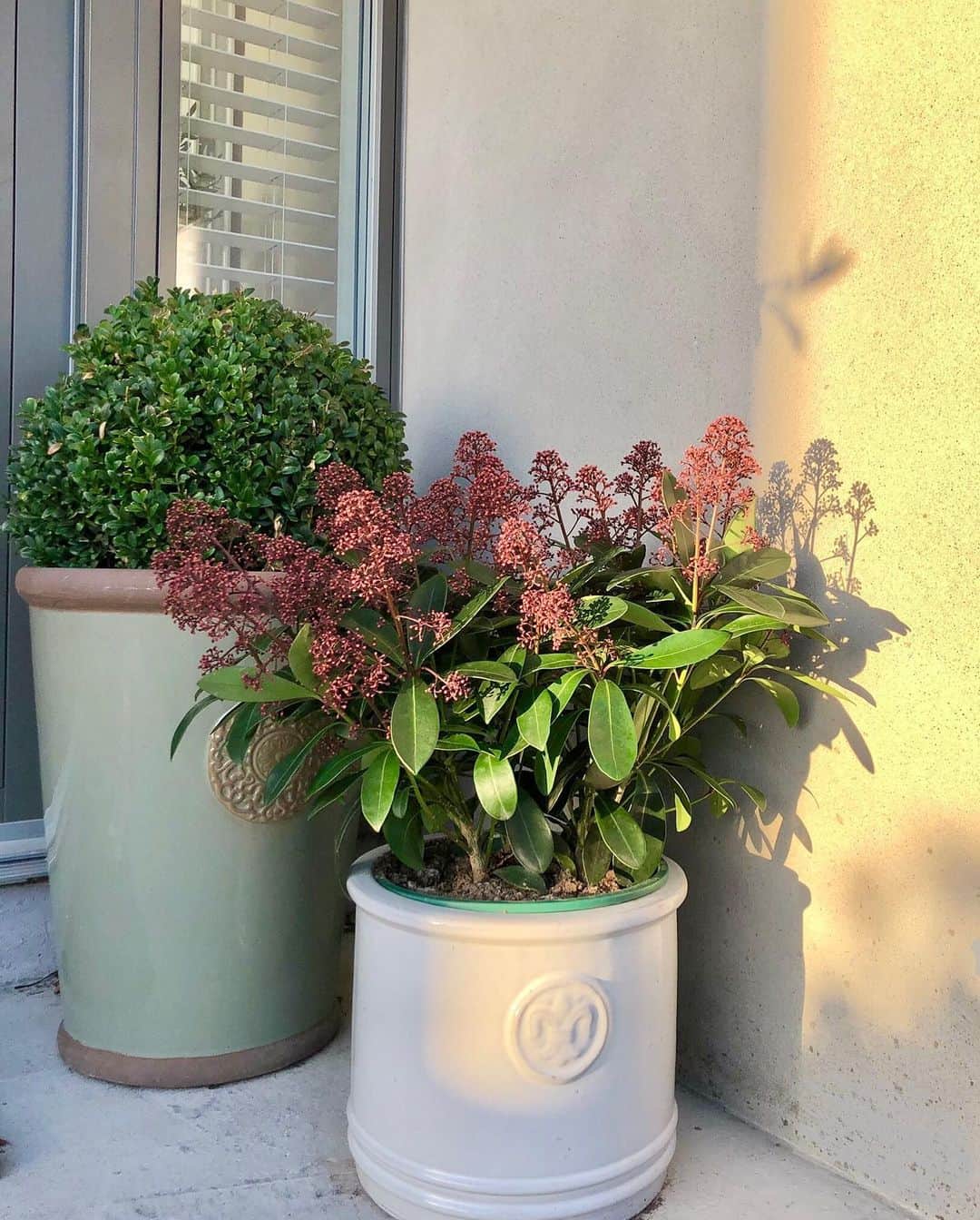 outdoor plants in large clay pots