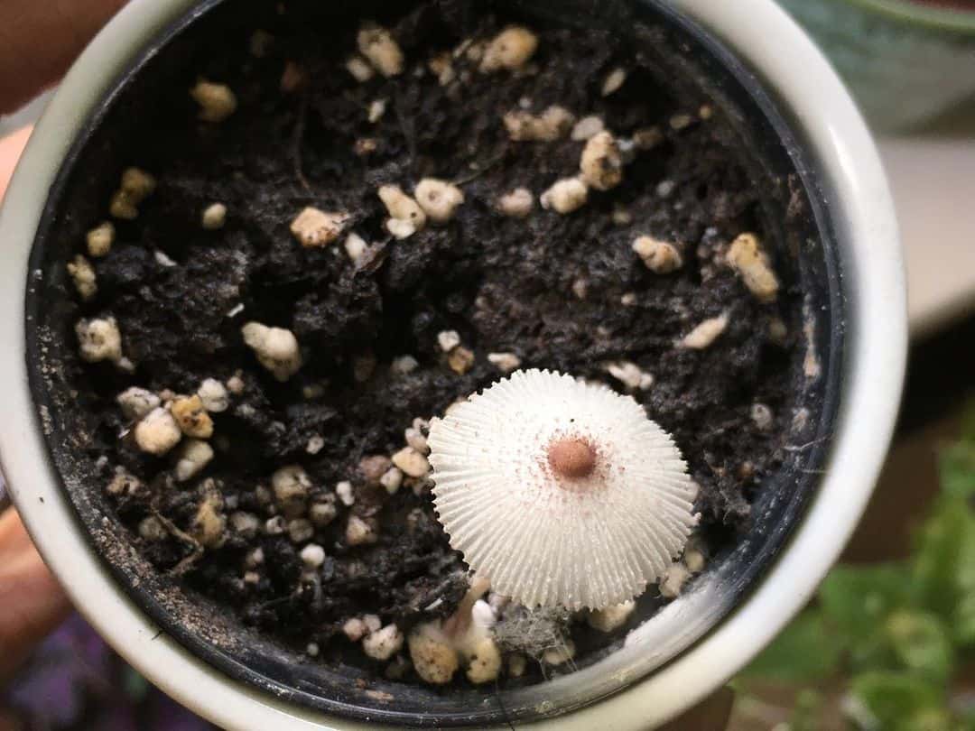 Why Are Mushrooms Growing in My Plant Pot? (It’s NOT Bad) 8 white brown houseplant mushroom