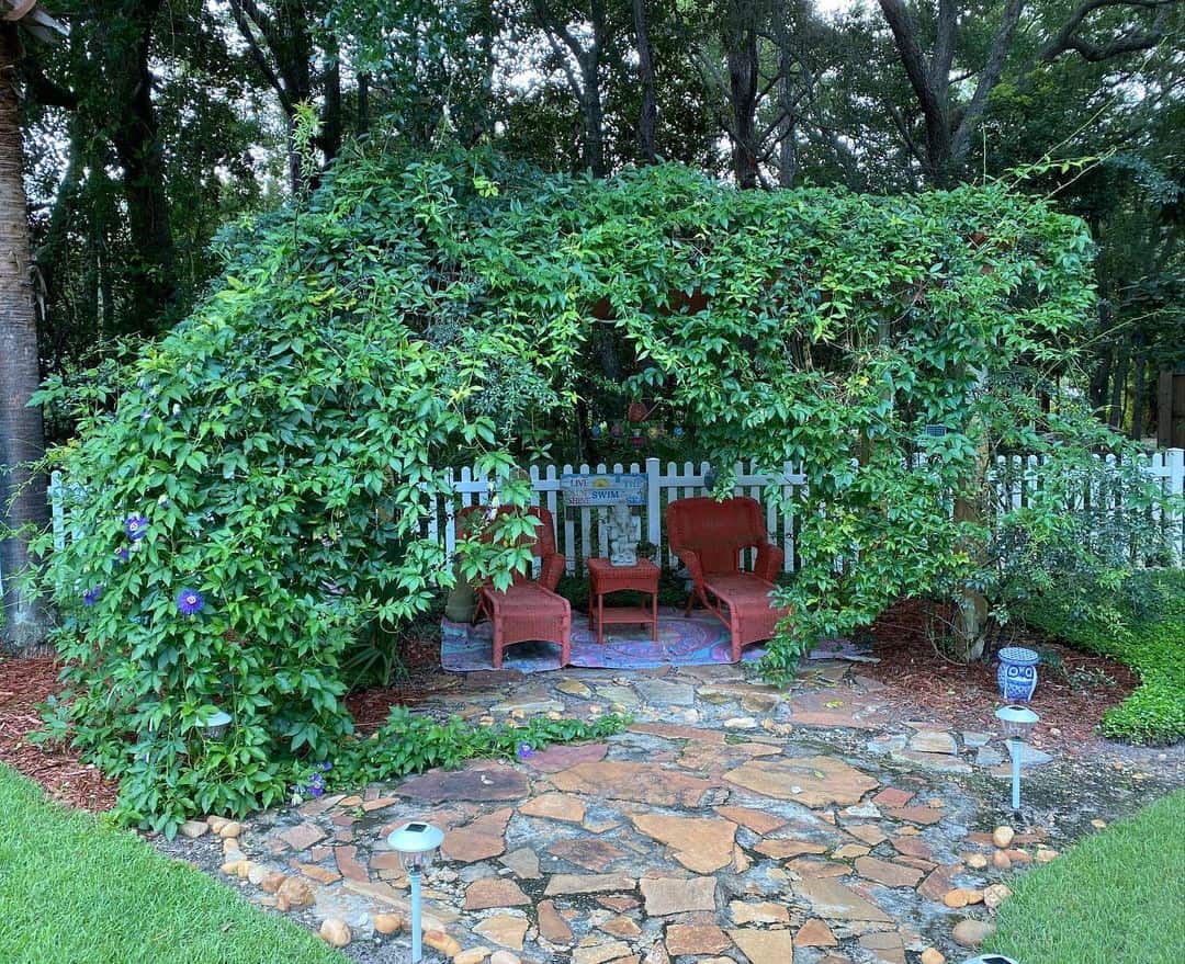 How to Grow Passionflower in a Pot 4 passionflower climbing