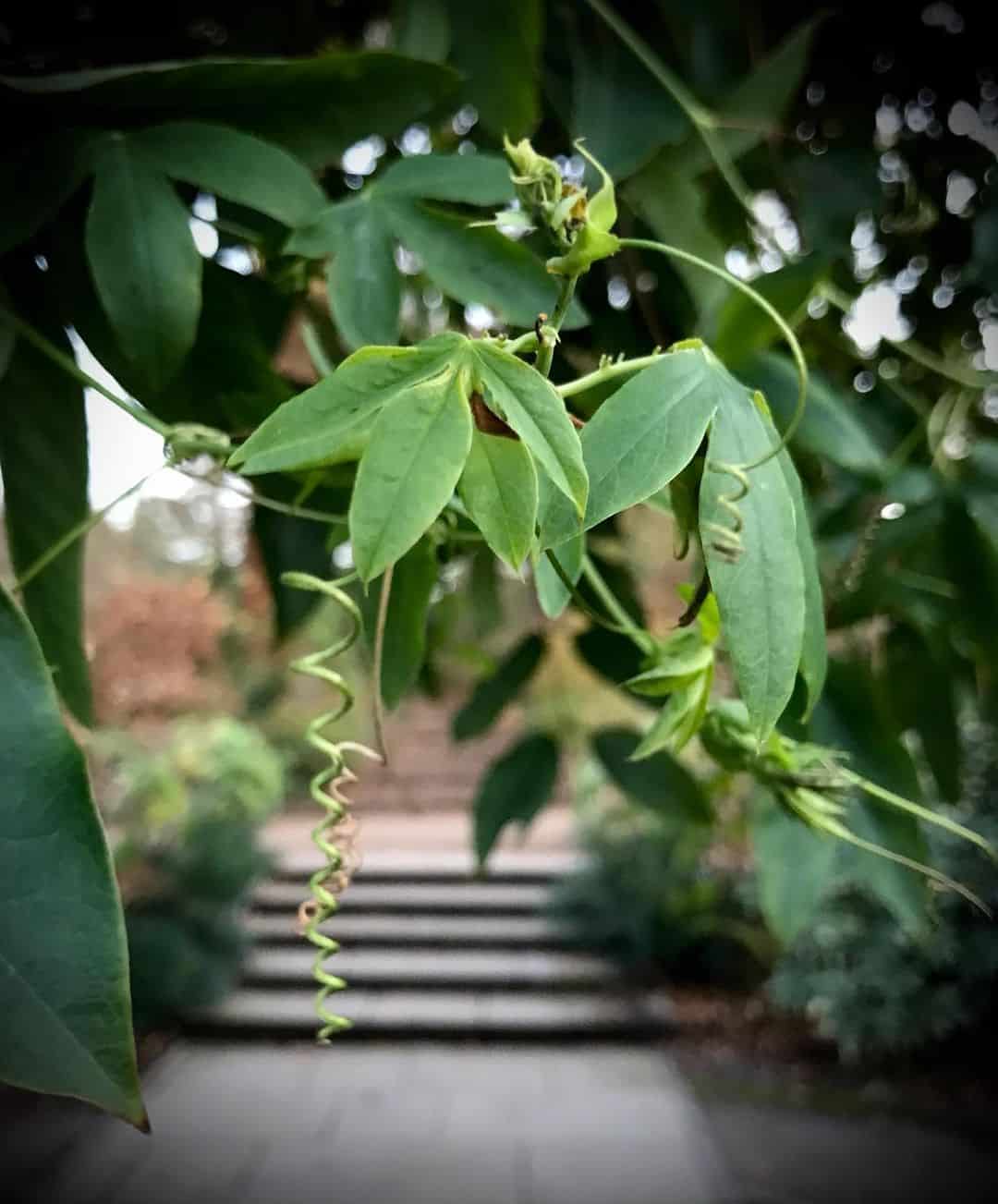 How to Grow Passionflower in a Pot 2 passionflower tendrils