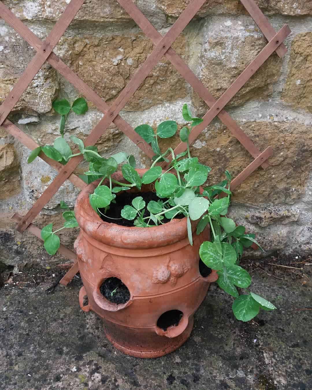Top 14 Vegetables For A Tasty Flower Pot Vegetable Garden 5 peas flower pot
