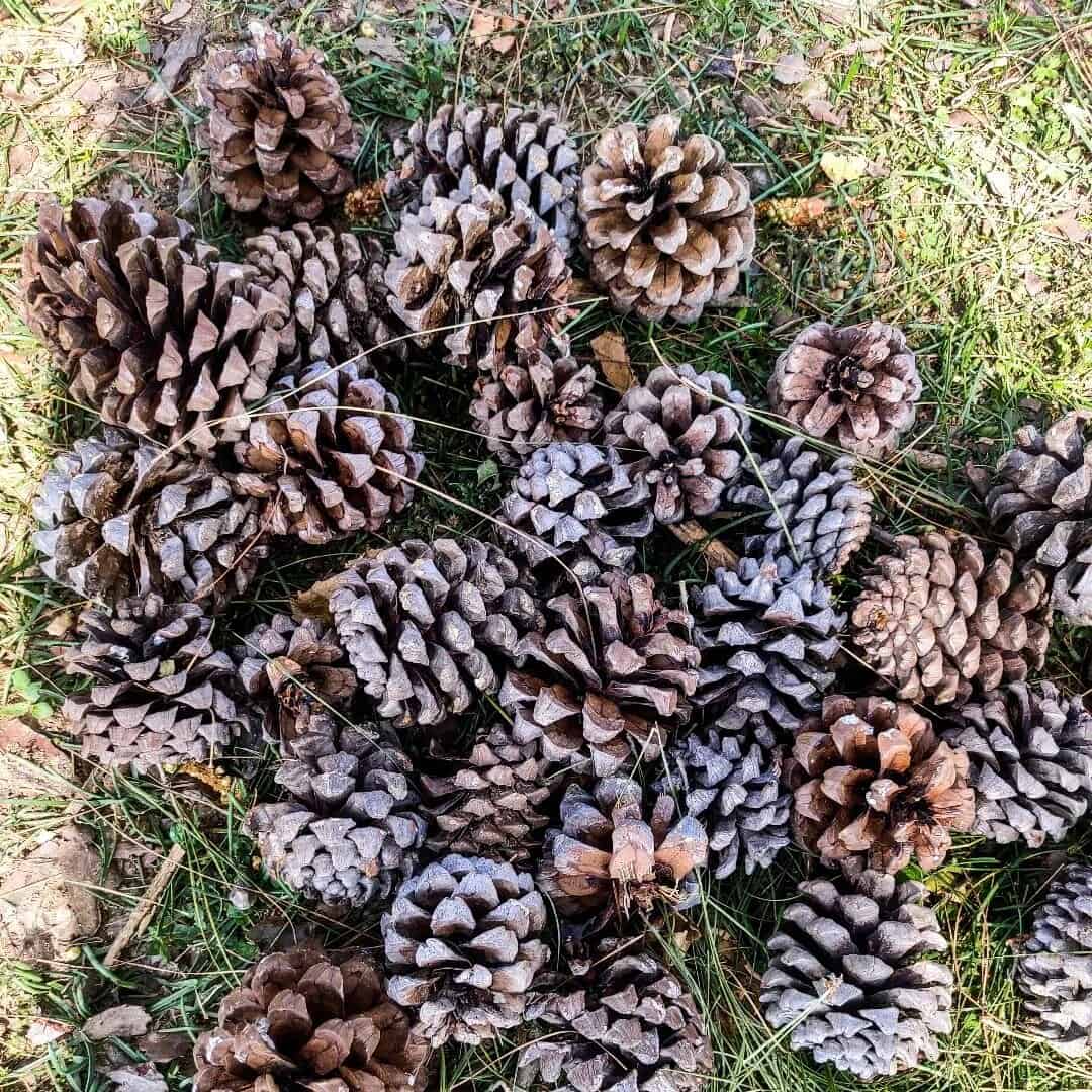 pine cones filler
