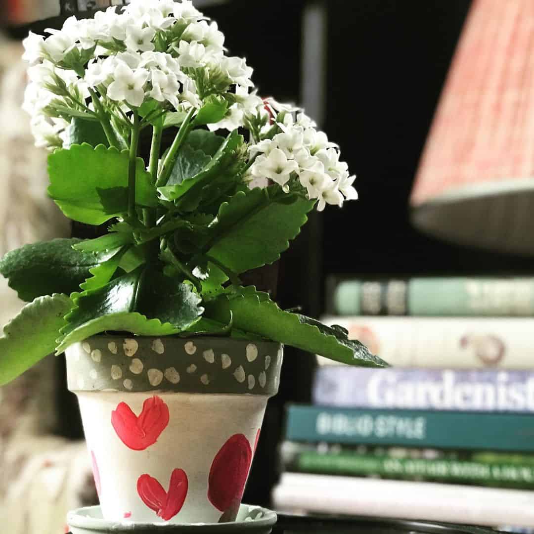 How to Plant Flowers in a Pot so it Doesn't Die on You 1 plant a flower in a pot