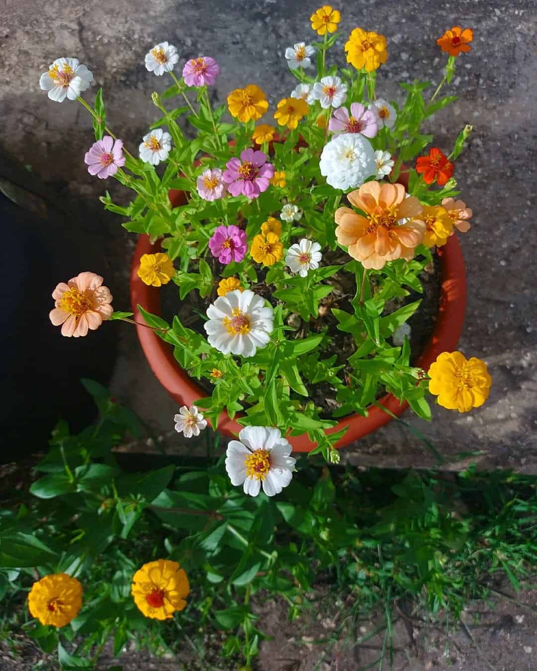How to Plant Flowers in a Pot so it Doesn't Die on You 7 plant pot filled with cheery zinnias
