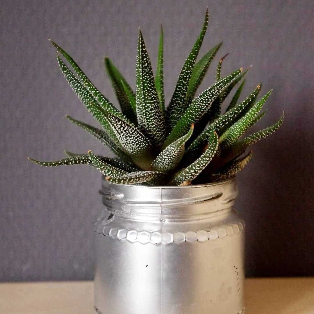 How to Decorate a Flower Pot (4 Methods) 5 plant pot present