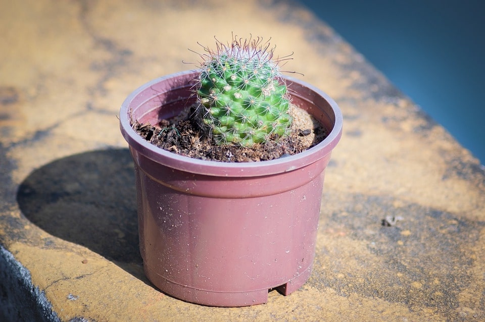 plastic pot for cactus