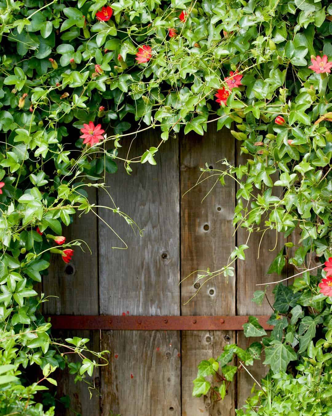 How to Grow Passionflower in a Pot 5 red passionflower on a door