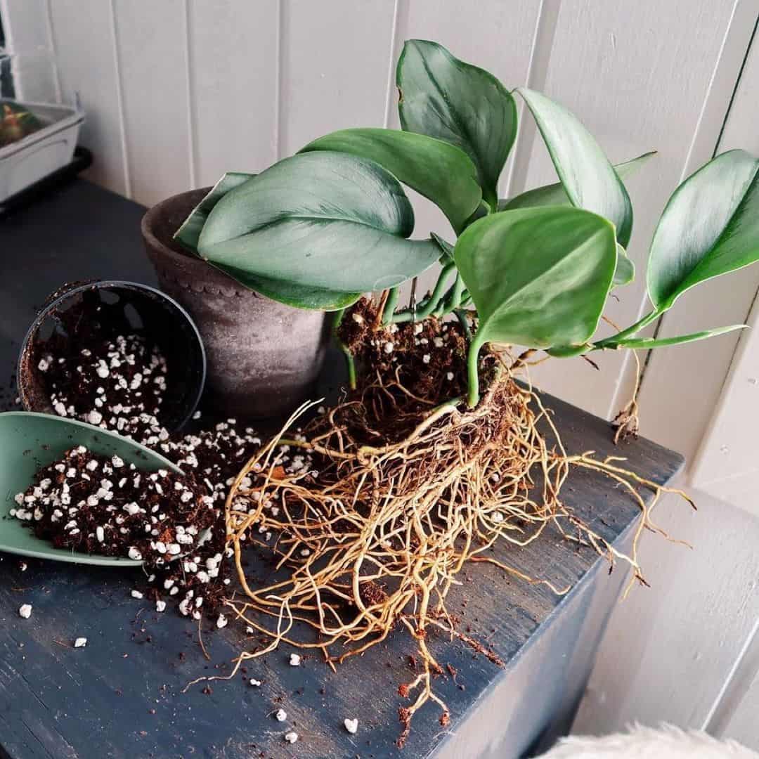 How to Stop Ants Nesting in Plant Pots (& Get Rid of It Safely) 6 replacing ants' nest soil