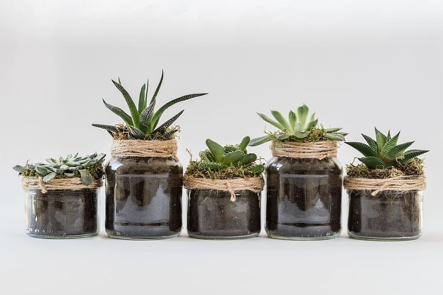repurposed jar pots