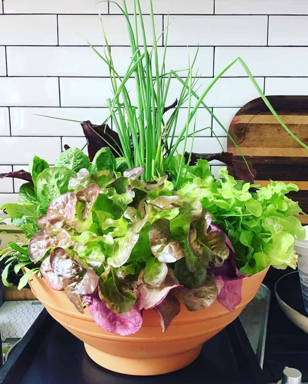 Top 14 Vegetables For A Tasty Flower Pot Vegetable Garden 1 salads