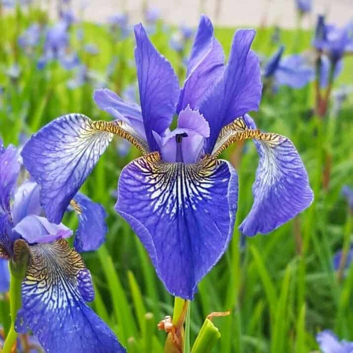 What to Do in the Garden in March 4 siberian irises