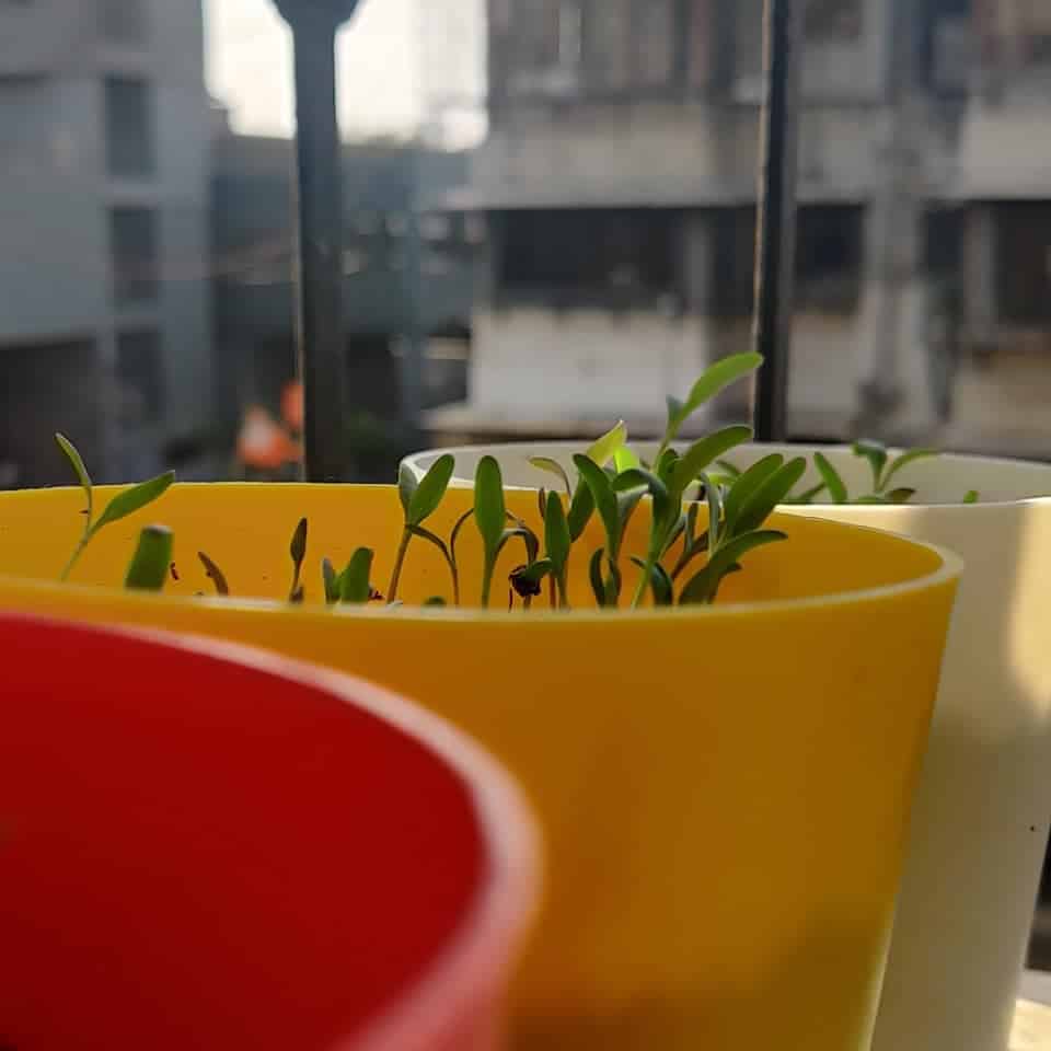 Top 14 Vegetables For A Tasty Flower Pot Vegetable Garden 4 spinach flower pot