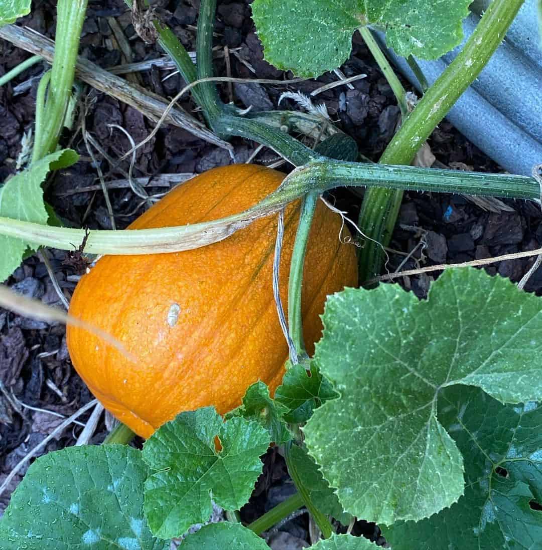 Top 14 Vegetables For A Tasty Flower Pot Vegetable Garden 11 squash and pumpkin flower pot